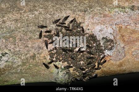 Un Barklouse Cerastipsocus (commune d'Arantius) colonie recueillies sur une crêpe myrte la succursale de nuit à Houston TX. Ils sont sans danger pour les insectes utiles. Banque D'Images