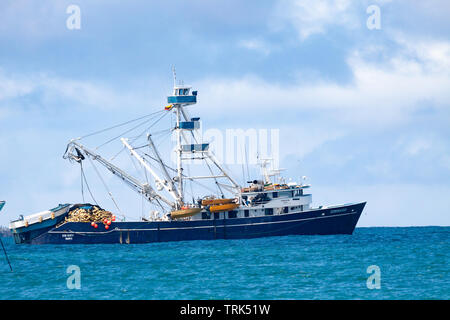 Le Don Mario est un 165 pieds de long Equadorian, senne, navire de pêche commerciale. Il est photographié ici à l'ancre dans la baie de l'Académie, au large de Puerto Ayora, t Banque D'Images