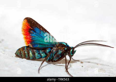 Un aperçu détaillé d'un Tiger Moth, Cyanopepla micans, Otavalo, Equateur, Amérique du Sud. Banque D'Images
