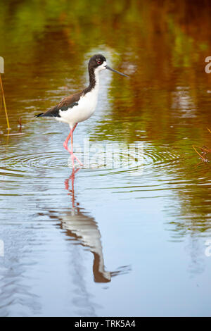 L'Échasse hawaiienne, Himantopus mexicanus knudseni, est une espèce endémique et les espèces en voie de disparition. Hawaii. C'est une sous-espèce de l'échasse. Banque D'Images