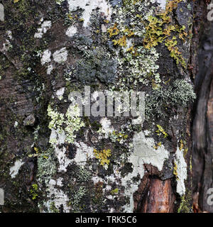 La texture d'un tronc d'arbre avec beaucoup de blanc, gris et orange lichen poussant sur elle. Photographié dans les forêts de l'île de Madère, au Portugal. Banque D'Images