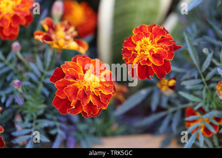 Belles fleurs de souci en rouge, orange et jaune avec un fond vert et gris. Photographié à Funchal, Madère, Portugal. Macro. Banque D'Images