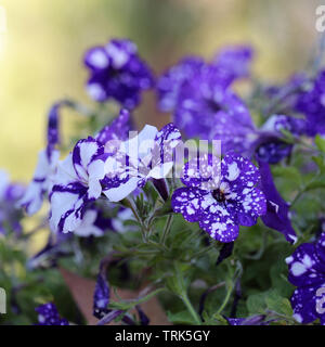 Fleur exotique photographié à Madère. Ces pensées ont des fleurs bicolores blanc et violet avec des points et des repas. Belle chouette pensées. Banque D'Images