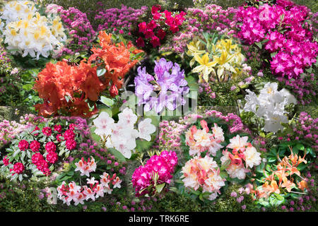 Une photo composite ou un montage montrant une gamme de la floraison des rhododendrons, England, UK Banque D'Images