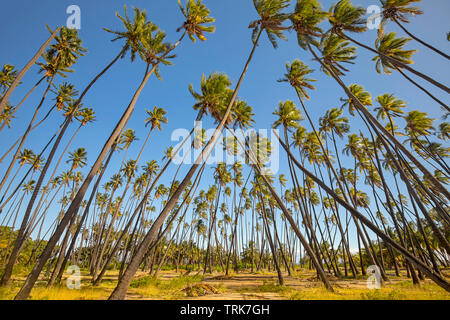 Kapuaiwa Coconut Beach Park, est une ancienne cocoteraie hawaïenne plantés dans les années 1860, pendant le règne du Roi Kamehameha V. Avec des centaines de noix de coco Banque D'Images