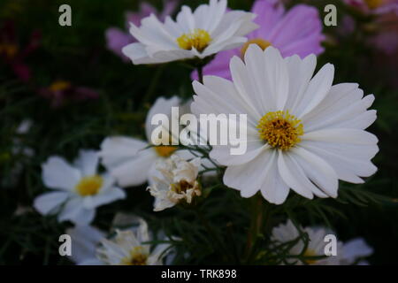 Fleurs blanches et roses et feuilles vertes. Banque D'Images