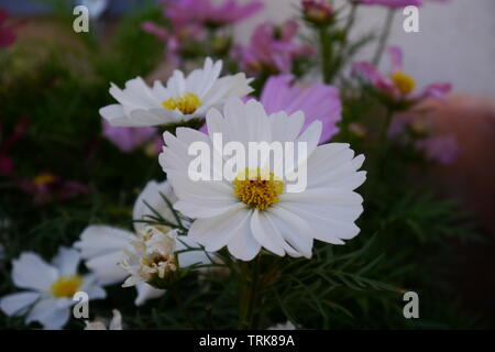 Fleurs blanches et roses et feuilles vertes. Banque D'Images
