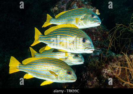 Banc de gaterins, Célèbes, chrysotaenia Lissenung Plectorhinchus, New Ireland, Papouasie Nouvelle Guinée Banque D'Images