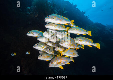 Banc de gaterins, Célèbes, chrysotaenia Lissenung Plectorhinchus, New Ireland, Papouasie Nouvelle Guinée Banque D'Images