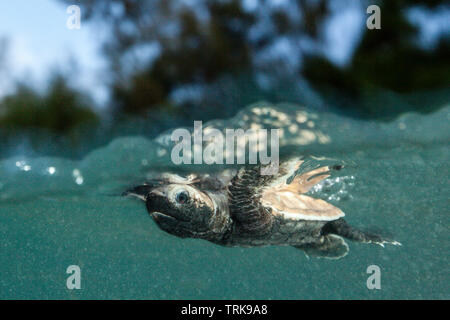 Hawksbill Turtle hatchling paddles loin de la rive, Eretmochelys imbricata, Lissenung, New Ireland, Papouasie Nouvelle Guinée Banque D'Images