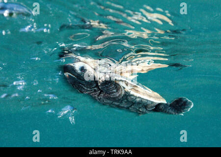 Hawksbill Turtle hatchling paddles loin de la rive, Eretmochelys imbricata, Lissenung, New Ireland, Papouasie Nouvelle Guinée Banque D'Images