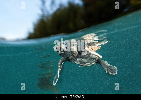 Hawksbill Turtle hatchling paddles loin de la rive, Eretmochelys imbricata, Lissenung, New Ireland, Papouasie Nouvelle Guinée Banque D'Images