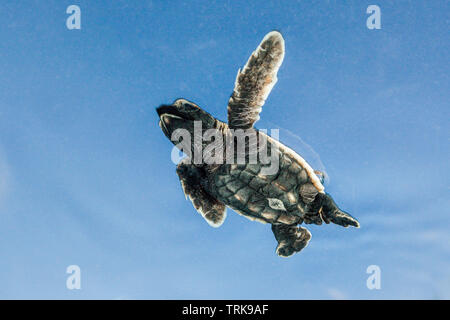 Hawksbill Turtle hatchling paddles loin de la rive, Eretmochelys imbricata, Lissenung, New Ireland, Papouasie Nouvelle Guinée Banque D'Images