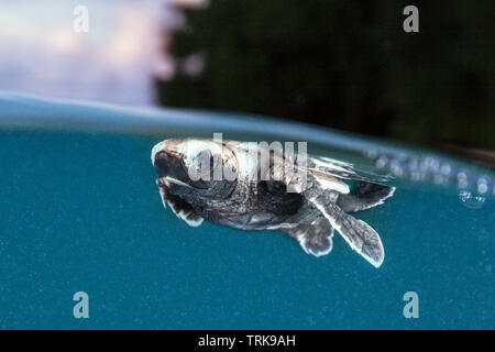 Hawksbill Turtle hatchling paddles loin de la rive, Eretmochelys imbricata, Lissenung, New Ireland, Papouasie Nouvelle Guinée Banque D'Images