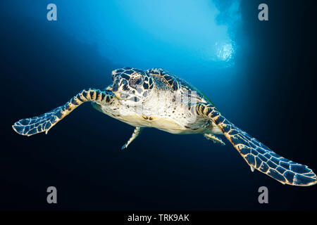 La tortue imbriquée, Eretmochelys imbricata, Lissenung, New Ireland, Papouasie Nouvelle Guinée Banque D'Images