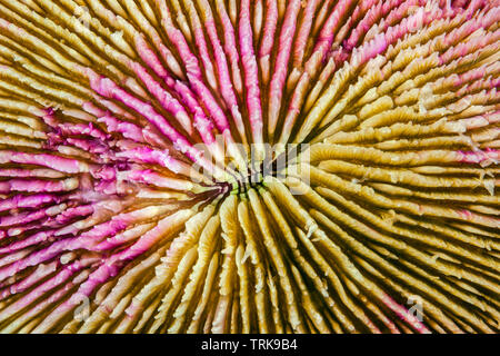 Détail de corail Fungia fungites, champignons, Lissenung, New Ireland, Papouasie Nouvelle Guinée Banque D'Images