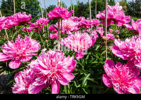 Fleurs de pivoine rose 'Hinode-Sekai» les pivoines, les bâtons d'appui Banque D'Images