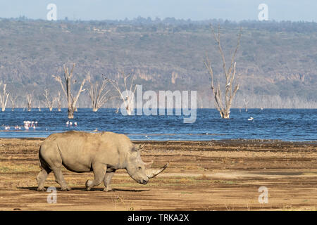 Le rhinocéros blanc du Sud adultes passe devant le lac Nakuru, au Kenya. Des flamants roses et des pélicans peut être vu sur l'eau et arbres morts sortir du lac. Banque D'Images