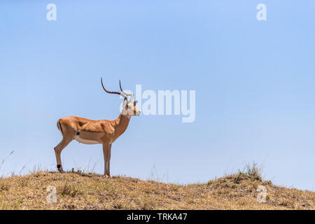 Mâle adulte, impala, portrait, se dresse sur le sommet d'une colline dans le Masai Mara, Kenya. Banque D'Images