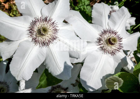 Blanc Clematis 'Krolowa Jadwiga', fleurs blanches grandes fleurs Banque D'Images