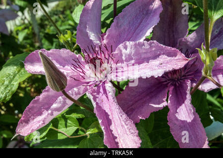 Clematis Hagley Hybrid Banque D'Images