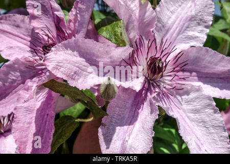 Clematis Hagley Hybrid grandes fleurs Banque D'Images