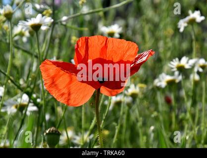 Un simple pavot rouge dans la région sauvage. Banque D'Images