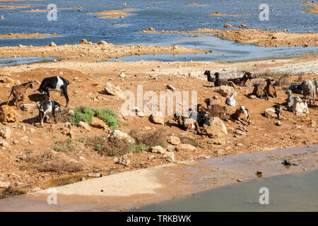 Rivière Saguia el Hamra à Laayoune. Laayoune, Sahara occidental, Maroc. Banque D'Images