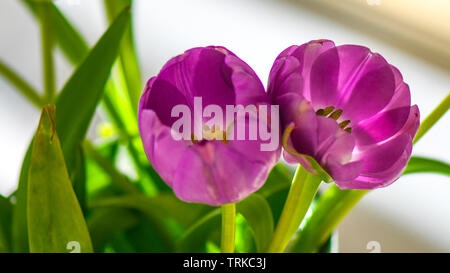 Tulipes violet vif avec des tiges vertes tourné en macro et à l'intérieur. Idéal rend les fleurs coupées pour l'affichage à l'intérieur. Tulip filaments dans des couleurs éclatantes. Banque D'Images