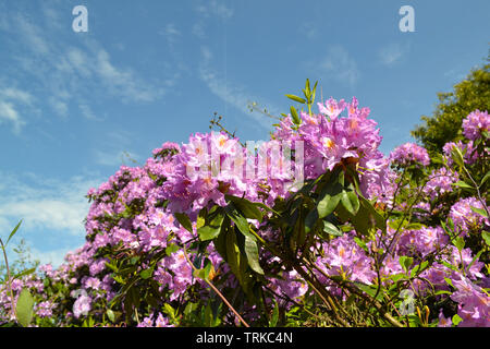 Le mauve/violet rhododendron près de Hever, Kent, en Angleterre, en juin contre un ciel bleu avec des nuages cirrus et traînée de vapeur. Festival de Neverworld Banque D'Images