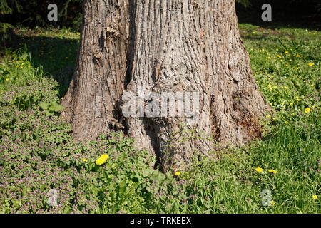 Vieux tronc d'arbre noueux, pré, Allemagne Banque D'Images