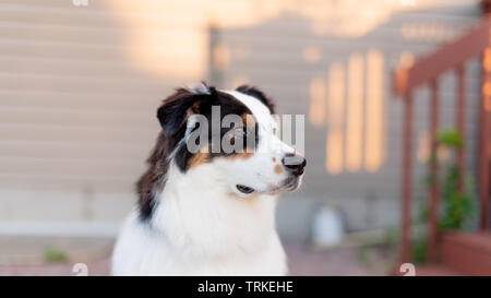 Austrialian Shepard pose à la pousse de photo Banque D'Images