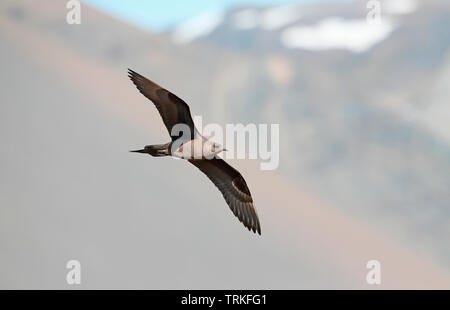 La phase sombre Ruppé morph [Stecorarius parasiticus] - Islande Banque D'Images