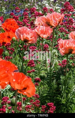 Jardin de fleurs colorées, coquelicots orientaux, Valériane rouge, fleurs de jardin Papaver orientale Banque D'Images