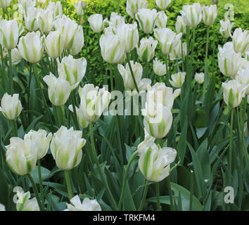Tulipes blanches sur lit de fleur en fleur. Nature fond de fleurs tulipes image carré Banque D'Images