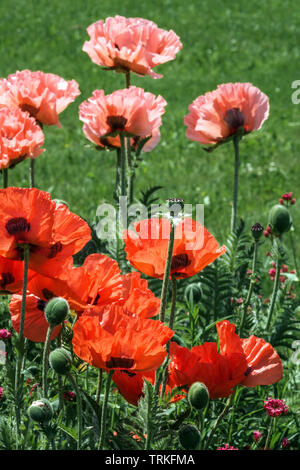Papies mixtes, fleurs de pavot orientales, papaver rose rouge Banque D'Images