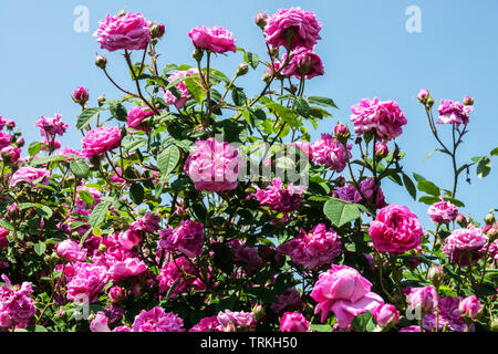 Arbustes à fleurs Rosa Chou Rose Centifolia Banque D'Images