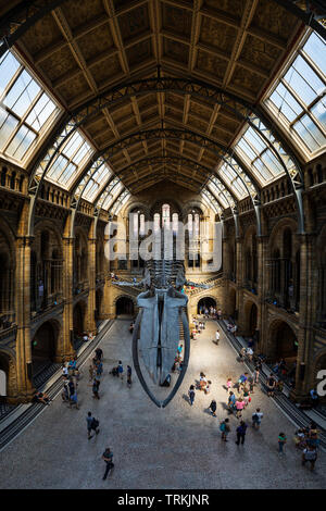 Vue panoramique de l'Histoire Naturelle Museum Main Hall, Londres Banque D'Images