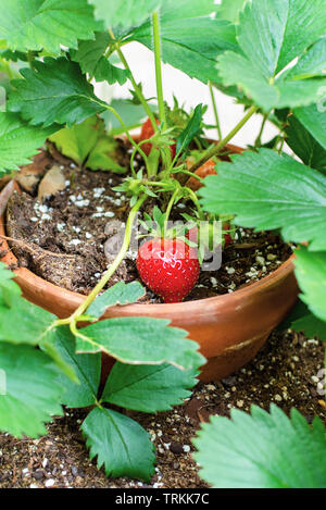 Vue rapprochée d'une fraise mûre en pot en terre cuite sur un patio. Banque D'Images