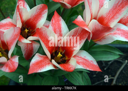 Red & White Tulips 'pierre' cultivé dans une frontière avec l'Angleterre. Banque D'Images