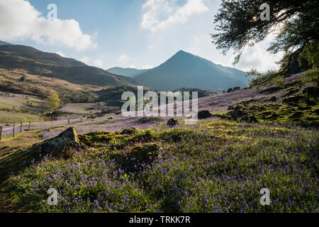 La première lumière sur un champ de bluebells à Rannerdale Knotts avec Whiteless le brochet dans l'arrière-plan, Parc National de Lake District, Cumbria, England, UK Banque D'Images