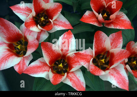 Red & White Tulips 'pierre' cultivé dans une frontière avec l'Angleterre. Banque D'Images