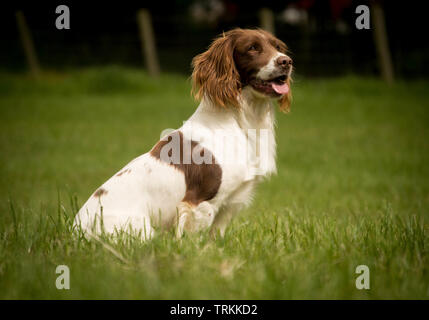 Marron et blanc ou brun et blanc de pedigree English Springer Spaniel gundog assis et d'un séjour dans un champ dans l'été Banque D'Images