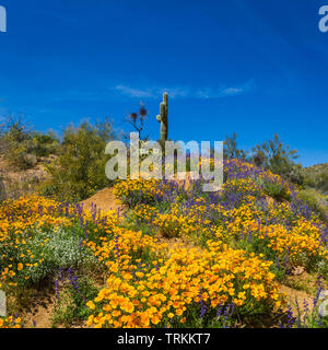 Un Saguaro cactus dans le désert de l'Arizona sur une colline avec une superbe floraison de coquelicots de Californie à sa base. Banque D'Images