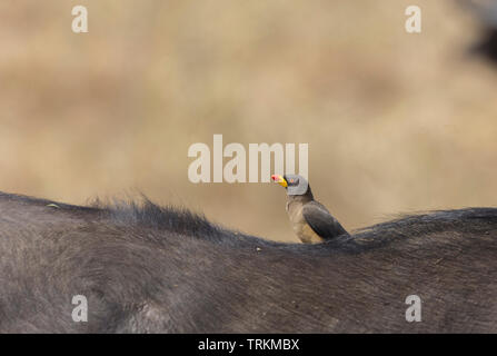 Bec jaune sur Oxpecker buffle à masai Mara, Kenya, Afrique, Banque D'Images