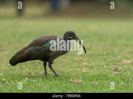 L'Ibis hagedash dans l'herbe au bord du lac Naivasha, Kenya, Africa Banque D'Images