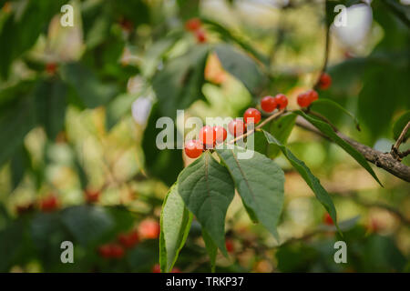 Groseille rouge sur la branche. Focus sélectif. Banque D'Images