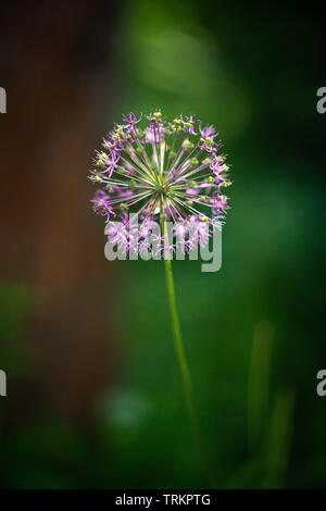 Pourpre simple oignon allium nutans gros plan de fleurs Banque D'Images