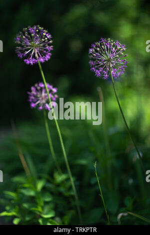 Allium nutans fleurs pourpre oignon gros plan Banque D'Images