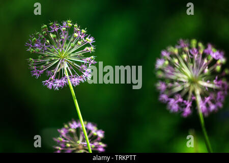 Allium nutans fleurs pourpre oignon gros plan Banque D'Images